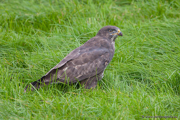 Roofvogels en Uilen, Bart Fotografie-101