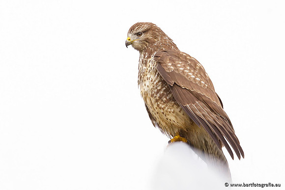 Roofvogels en Uilen, Bart Fotografie-102