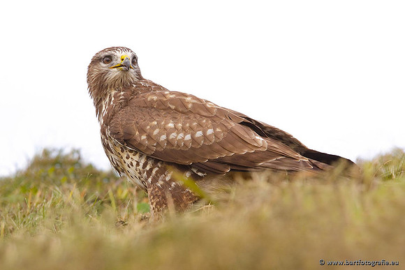 Roofvogels en Uilen, Bart Fotografie-103