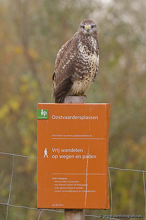 Roofvogels en Uilen, Bart Fotografie-104