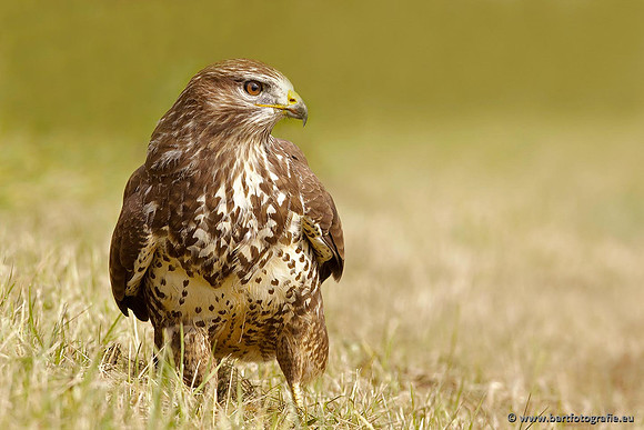 Roofvogels en Uilen, Bart Fotografie-105