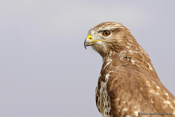 Roofvogels en Uilen, Bart Fotografie-106