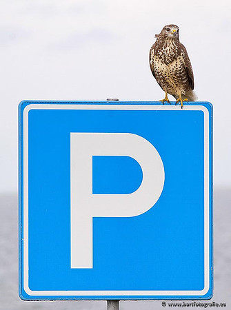 Roofvogels en Uilen, Bart Fotografie-109