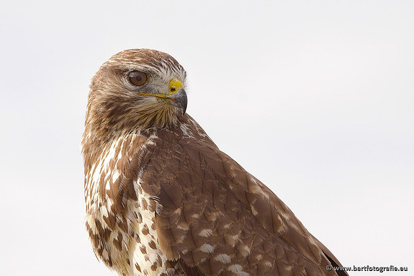 Roofvogels en Uilen, Bart Fotografie-107
