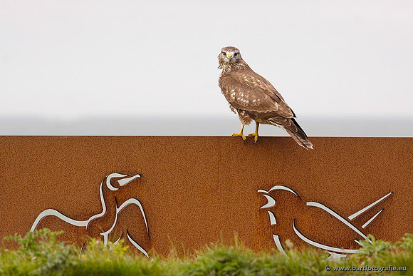 Roofvogels en Uilen, Bart Fotografie-110