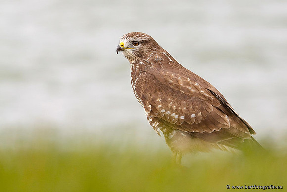 Roofvogels en Uilen, Bart Fotografie-111