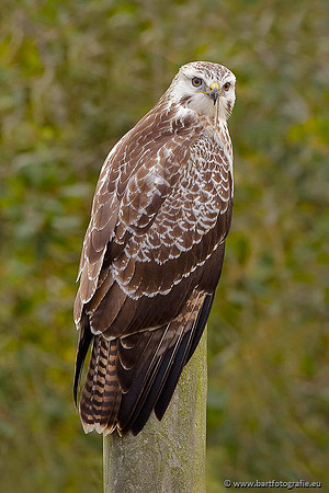 Roofvogels en Uilen, Bart Fotografie-112