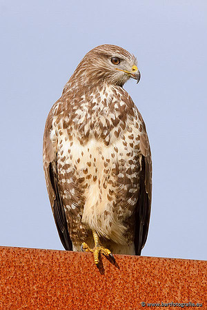 Roofvogels en Uilen, Bart Fotografie-108