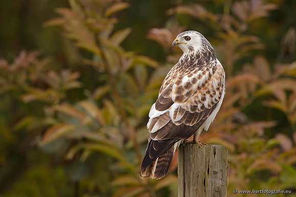 Roofvogels en Uilen, Bart Fotografie-113