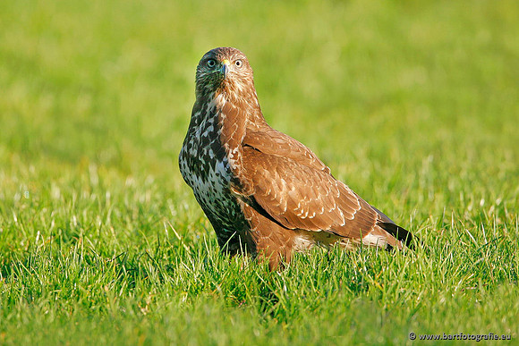 Roofvogels en Uilen, Bart Fotografie-114