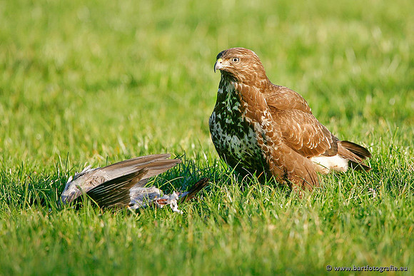 Roofvogels en Uilen, Bart Fotografie-115