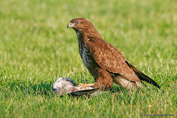 Roofvogels en Uilen, Bart Fotografie-116