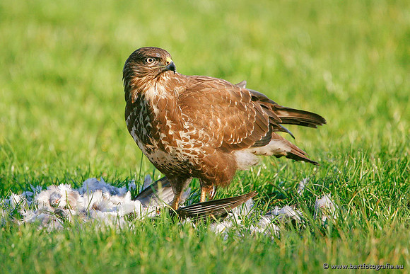 Roofvogels en Uilen, Bart Fotografie-117