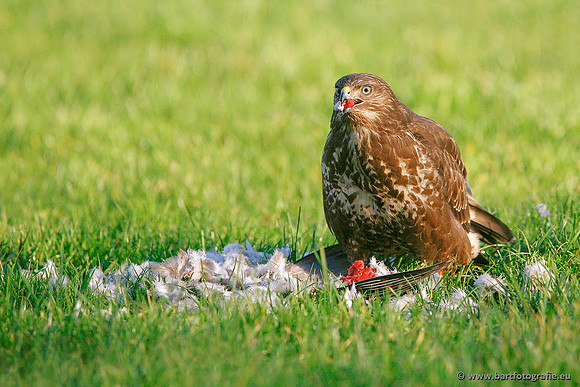 Roofvogels en Uilen, Bart Fotografie-118
