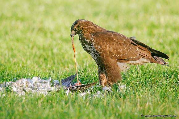 Roofvogels en Uilen, Bart Fotografie-119