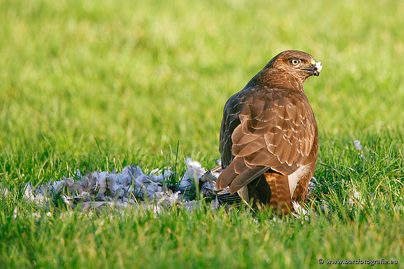 Roofvogels en Uilen, Bart Fotografie-120
