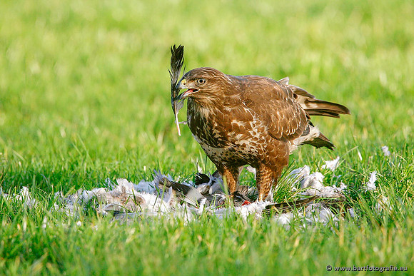 Roofvogels en Uilen, Bart Fotografie-121