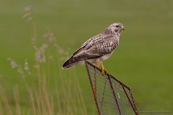 Roofvogels en Uilen, Bart Fotografie-123