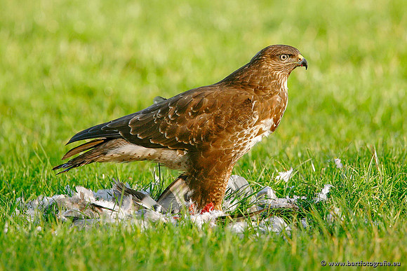Roofvogels en Uilen, Bart Fotografie-122