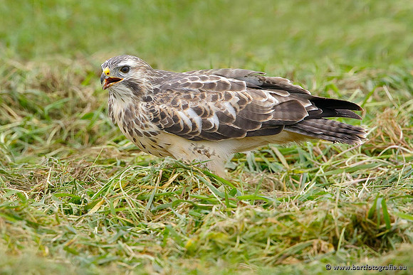 Roofvogels en Uilen, Bart Fotografie-125