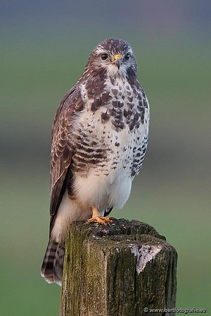 Roofvogels en Uilen, Bart Fotografie-124