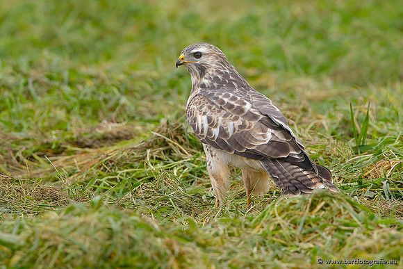 Roofvogels en Uilen, Bart Fotografie-126