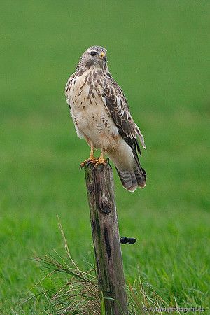 Roofvogels en Uilen, Bart Fotografie-127