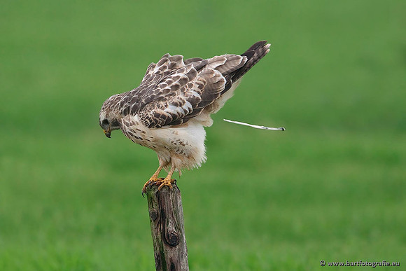 Roofvogels en Uilen, Bart Fotografie-128