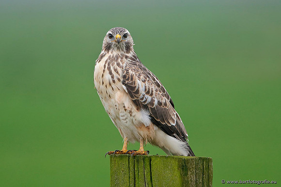 Roofvogels en Uilen, Bart Fotografie-129