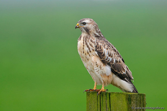 Roofvogels en Uilen, Bart Fotografie-130