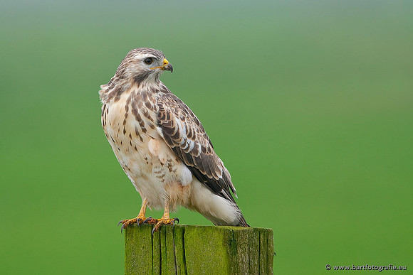 Roofvogels en Uilen, Bart Fotografie-131