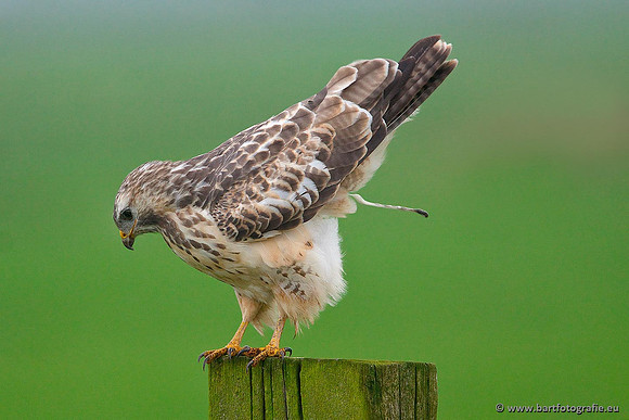 Roofvogels en Uilen, Bart Fotografie-132