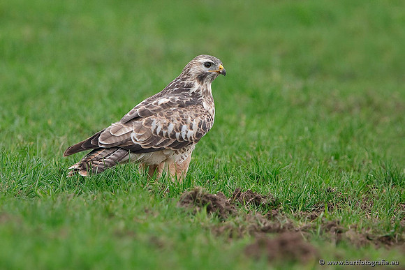 Roofvogels en Uilen, Bart Fotografie-134