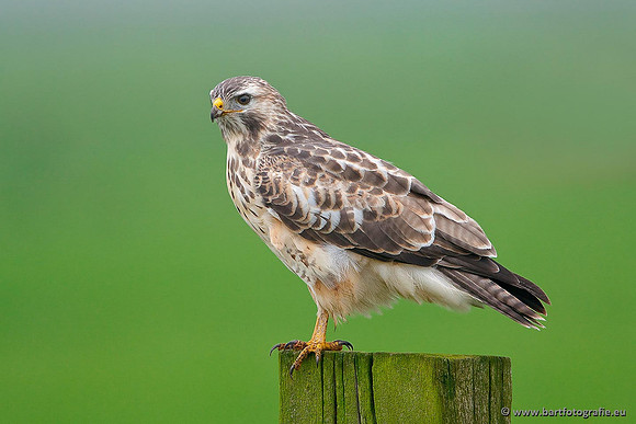 Roofvogels en Uilen, Bart Fotografie-133