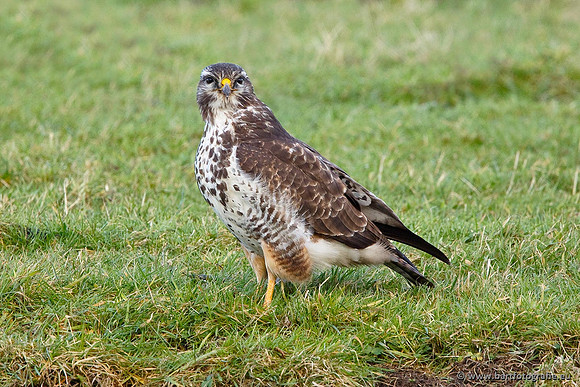 Roofvogels en Uilen, Bart Fotografie-135