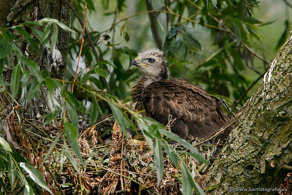 Roofvogels en Uilen, Bart Fotografie-136