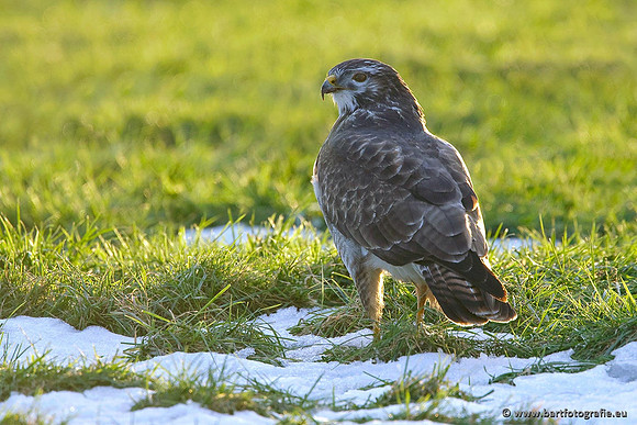 Roofvogels en Uilen, Bart Fotografie-137