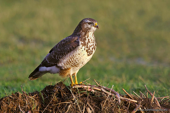 Roofvogels en Uilen, Bart Fotografie-138