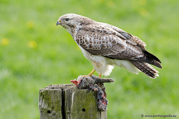 Roofvogels en Uilen, Bart Fotografie-139