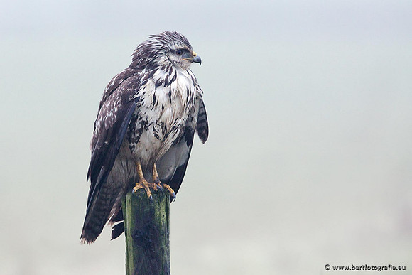 Roofvogels en Uilen, Bart Fotografie-140