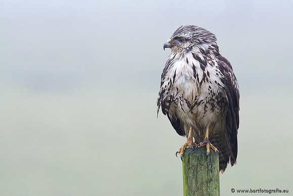 Roofvogels en Uilen, Bart Fotografie-142