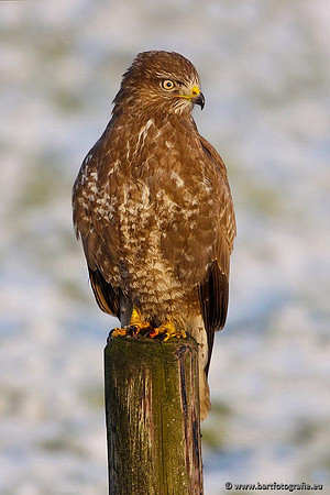 Roofvogels en Uilen, Bart Fotografie-143