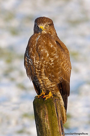 Roofvogels en Uilen, Bart Fotografie-144