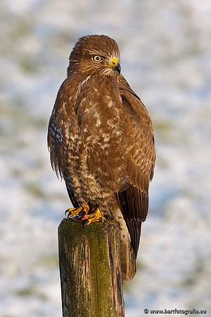 Roofvogels en Uilen, Bart Fotografie-145