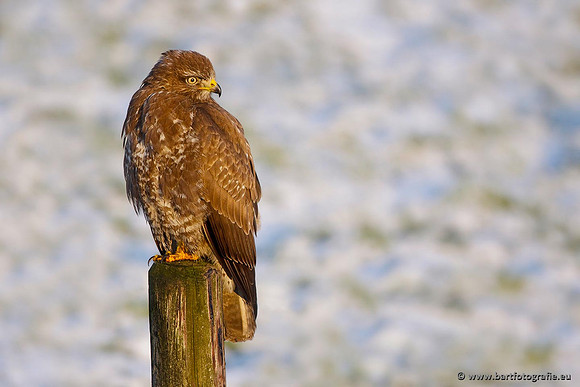 Roofvogels en Uilen, Bart Fotografie-146