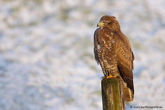 Roofvogels en Uilen, Bart Fotografie-147