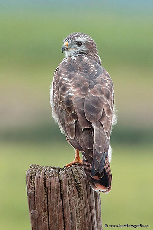 Roofvogels en Uilen, Bart Fotografie-148