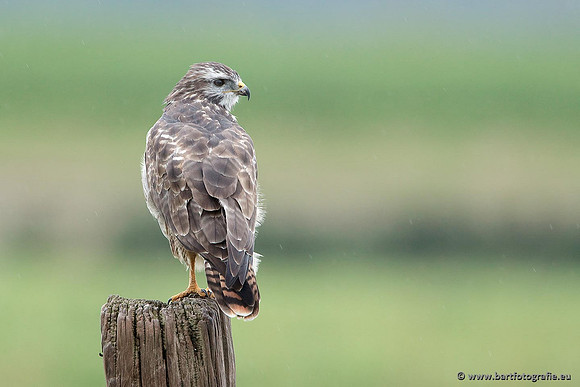 Roofvogels en Uilen, Bart Fotografie-149