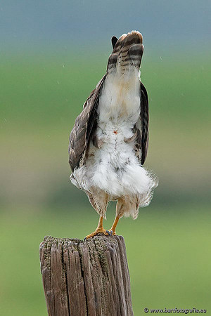 Roofvogels en Uilen, Bart Fotografie-150