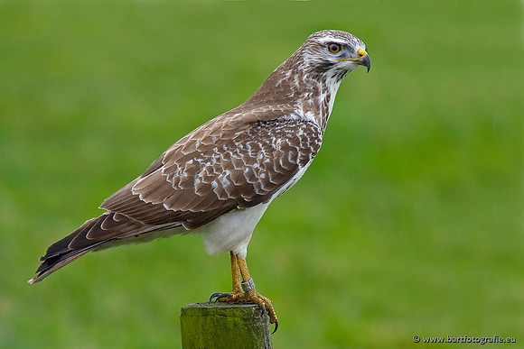 Roofvogels en Uilen, Bart Fotografie-151